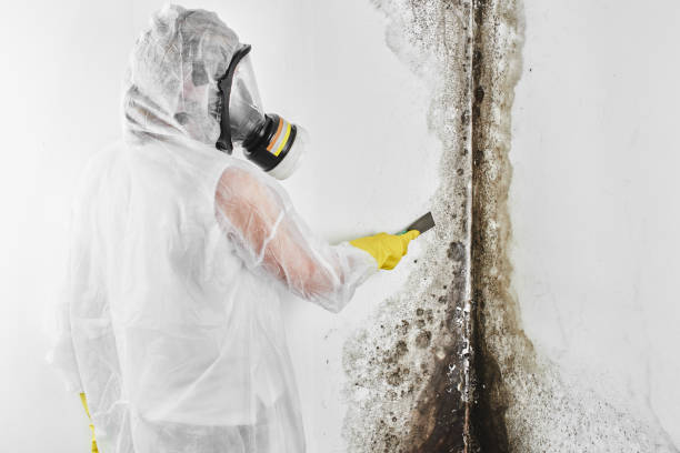 Best Mold Testing  in Nashua, NH