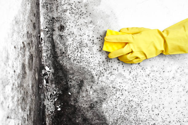 Best Toxic Mold Removal  in Nashua, NH