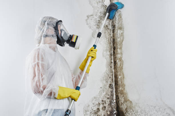 Mold Removal and Inspection in Nashua, NH