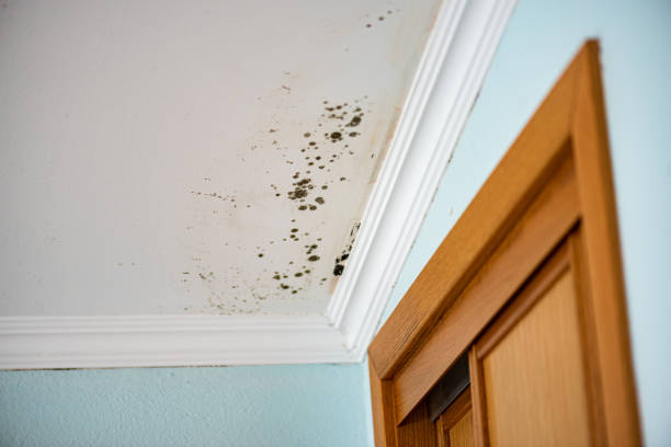 Best Fast Mold Removal  in Nashua, NH