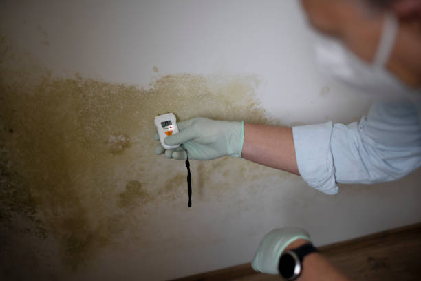 Best Office Mold Removal Services  in Nashua, NH