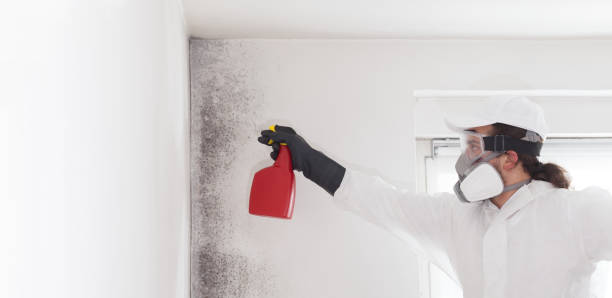 Best Fast Mold Removal  in Nashua, NH