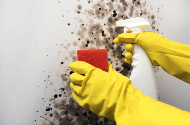 Office Mold Removal Services in Nashua, NH