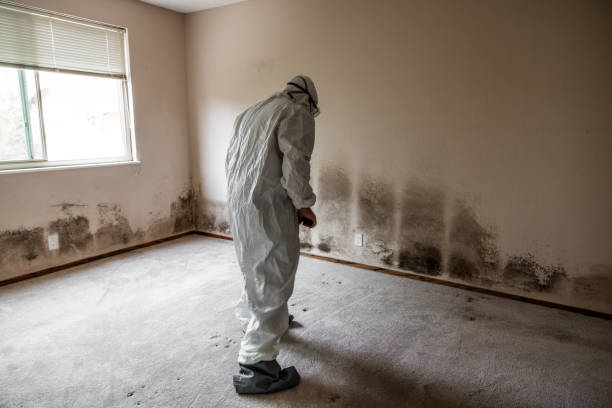 Best Mold Removal Company Near Me  in Nashua, NH