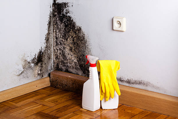 Best Home Mold Removal  in Nashua, NH