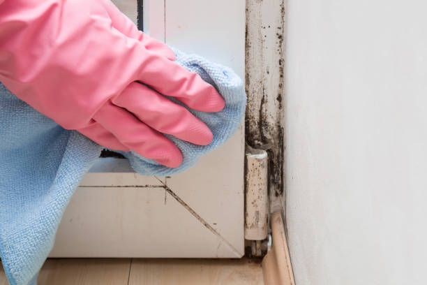 Best Residential Mold Removal  in Nashua, NH